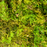 Forest moss detail