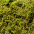 Mountain moss detail