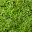 Spanish moss detail