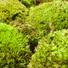 Royal moss soft detail